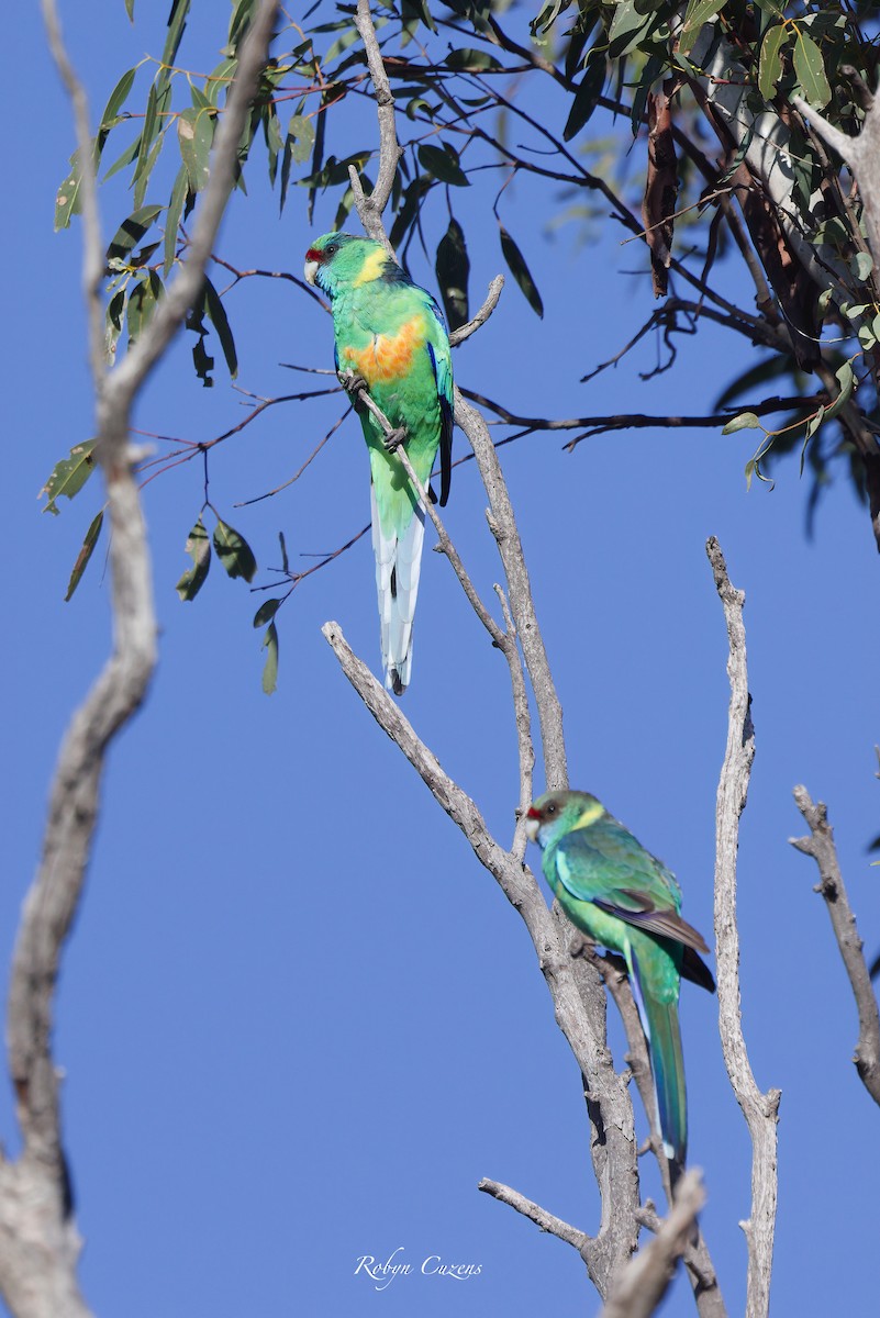 Australian Ringneck - ML622873941