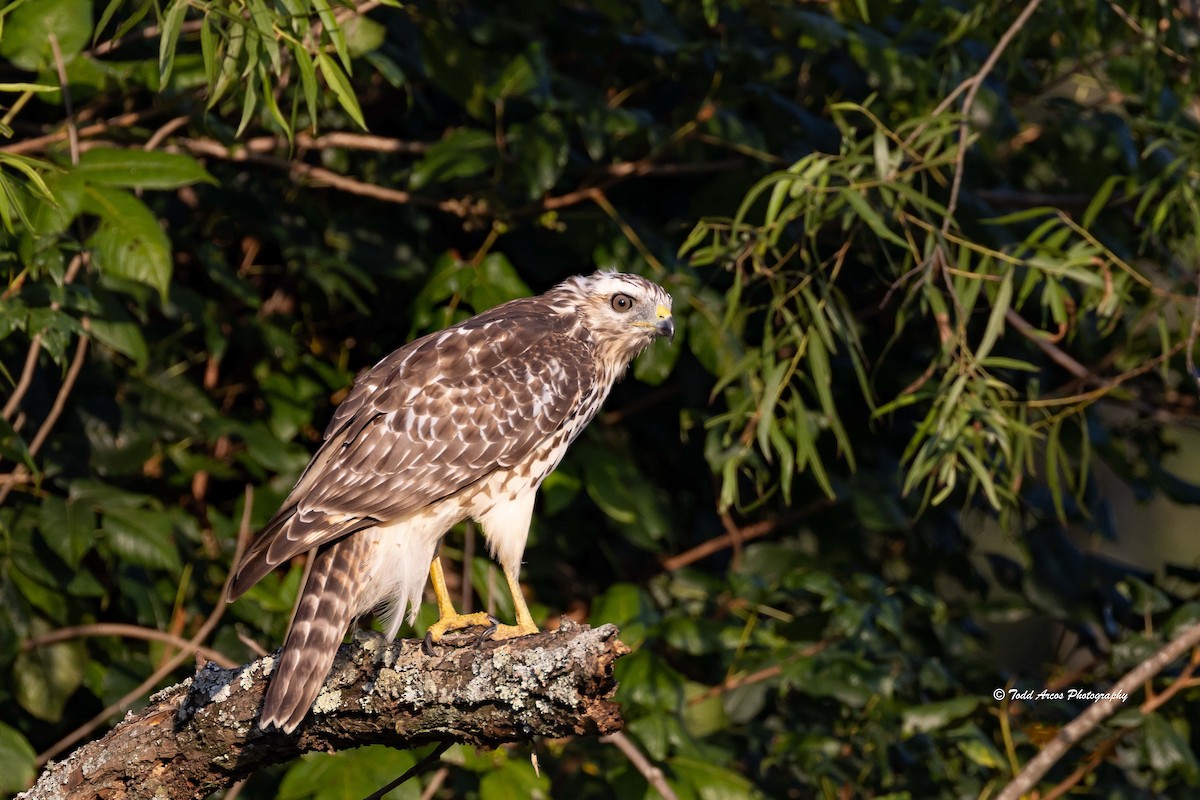 Red-shouldered Hawk - ML622873975