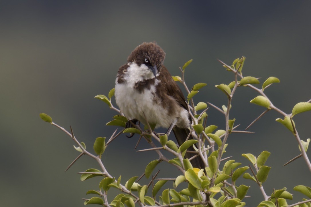 Northern Pied-Babbler - ML622873995