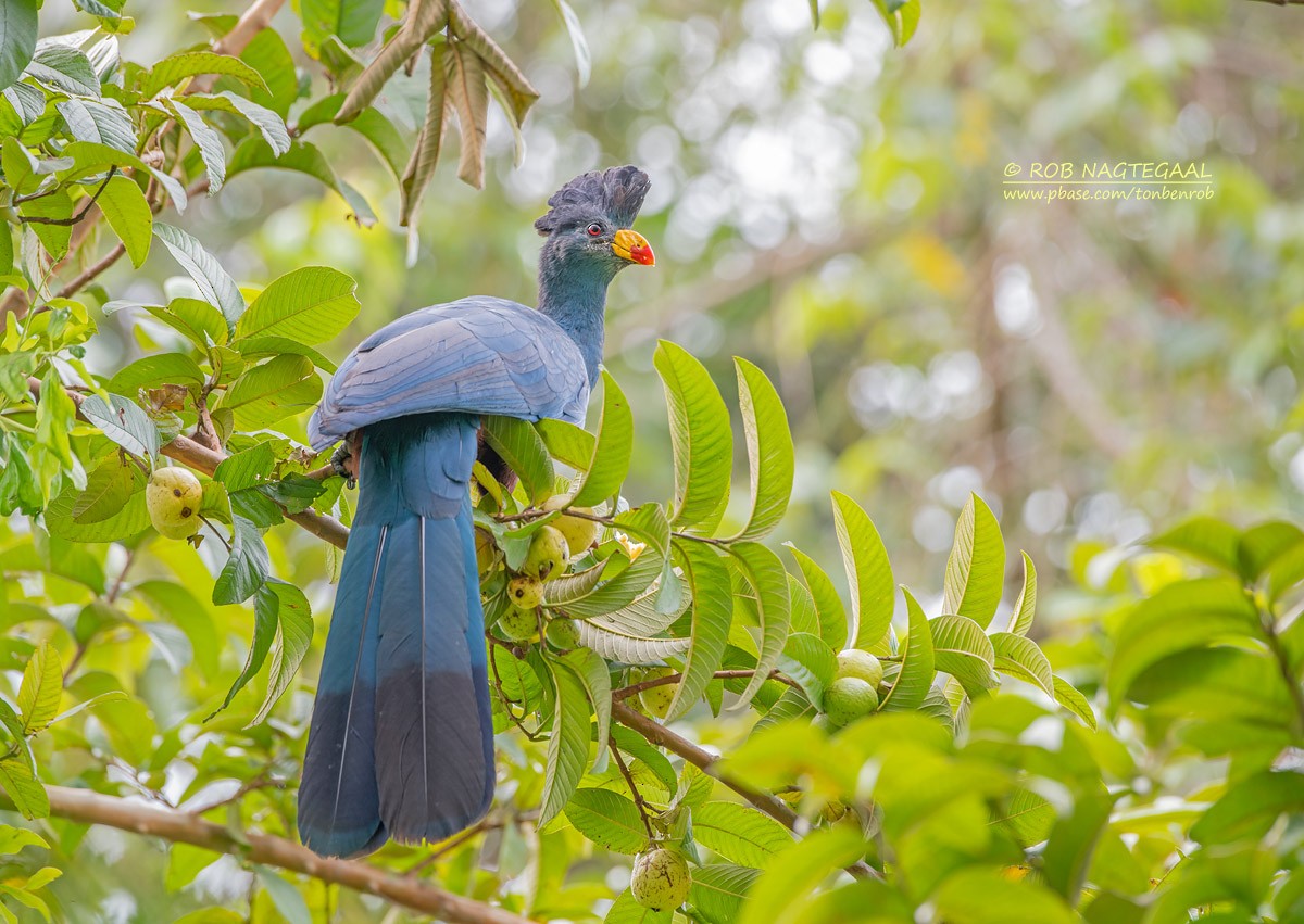 Great Blue Turaco - ML622874039