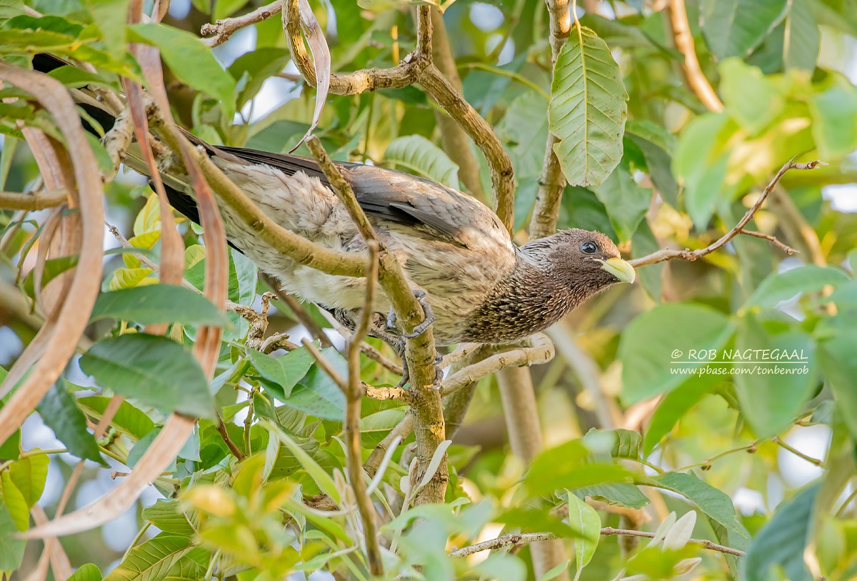 Eastern Plantain-eater - ML622874042