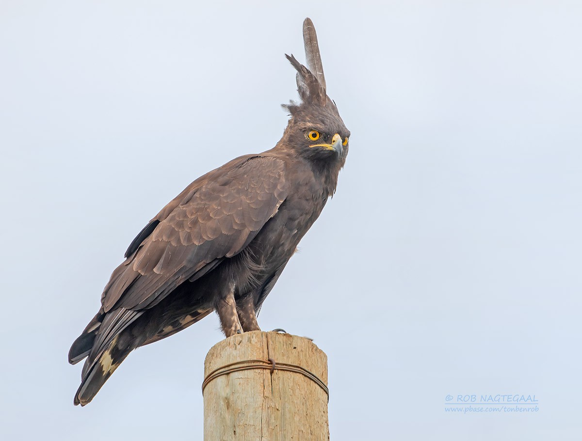 Long-crested Eagle - ML622874043