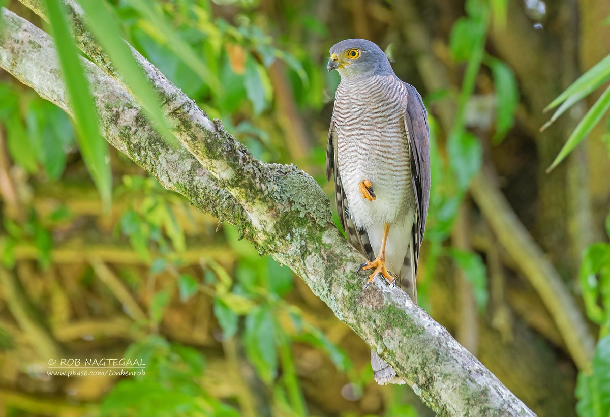 African Goshawk - ML622874046