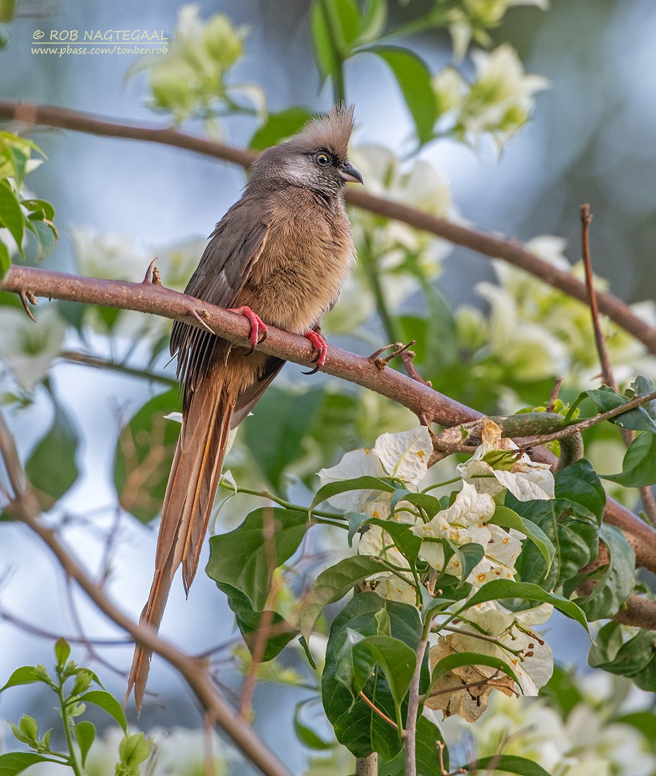 Braunflügel-Mausvogel - ML622874048