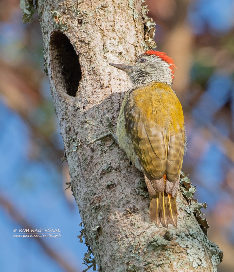 Speckle-breasted Woodpecker - ML622874068