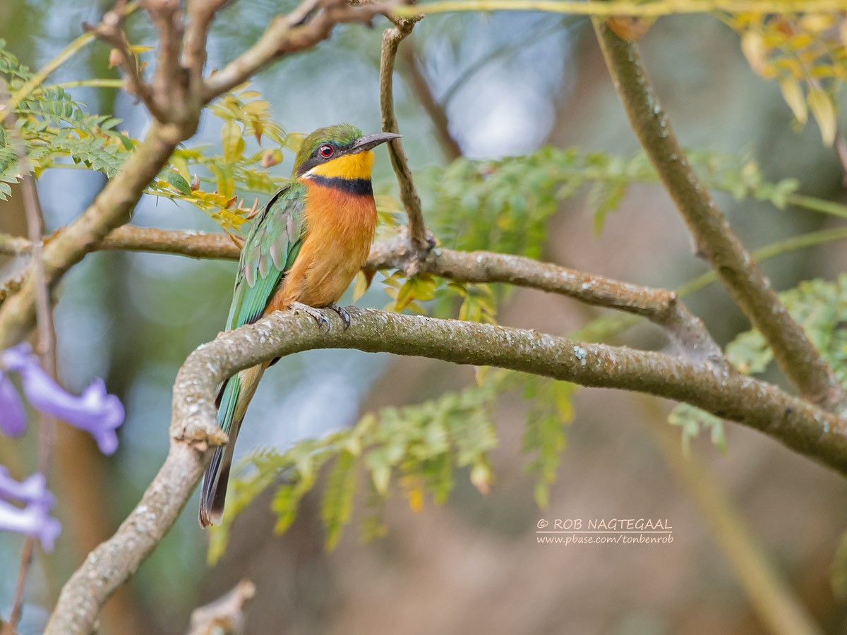 Cinnamon-chested Bee-eater - ML622874076