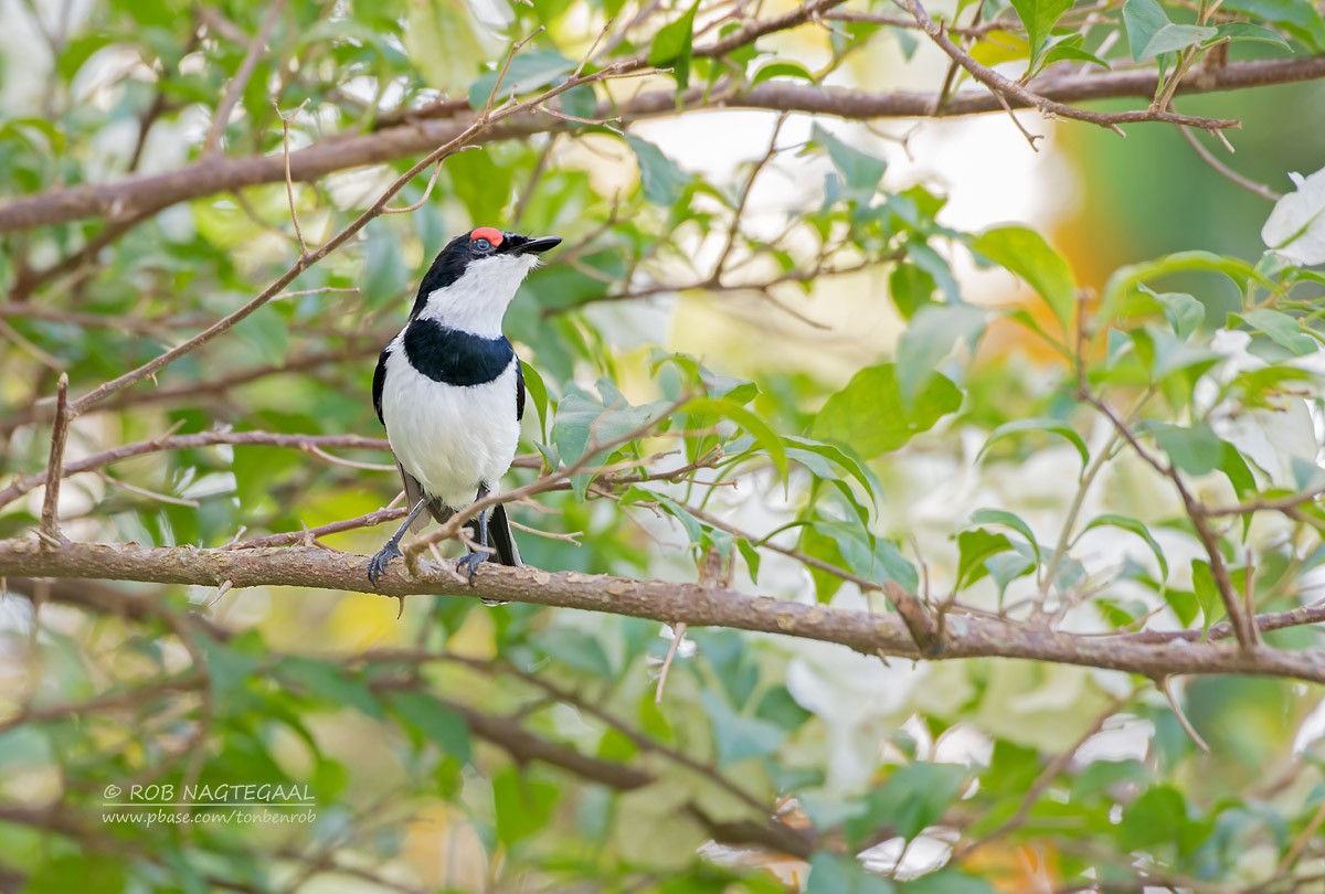 Brown-throated Wattle-eye - ML622874078