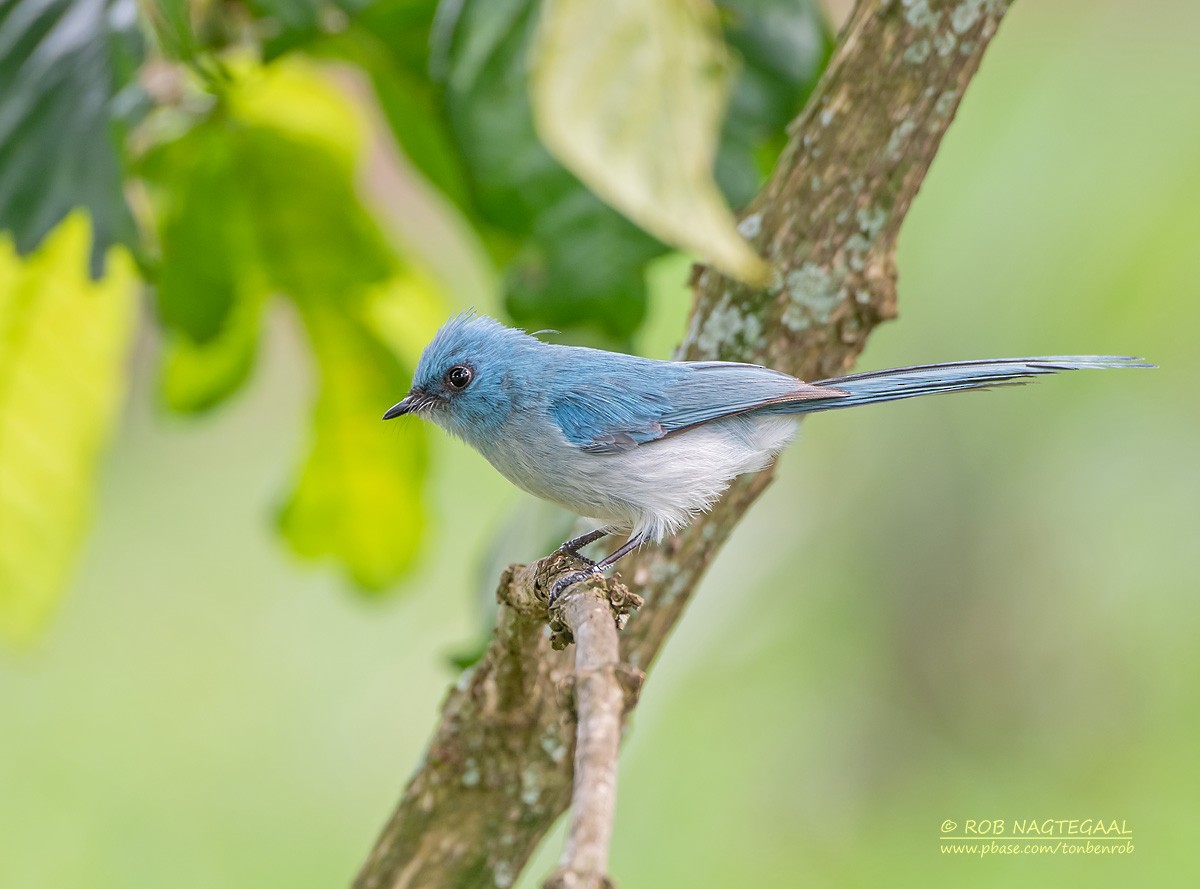 Blauhaubenschnäpper - ML622874084