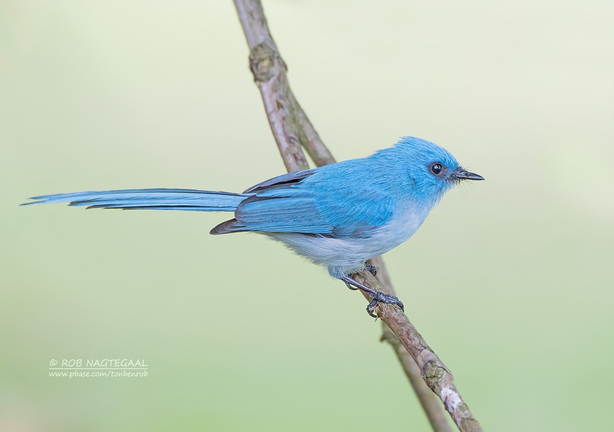 African Blue Flycatcher - ML622874085