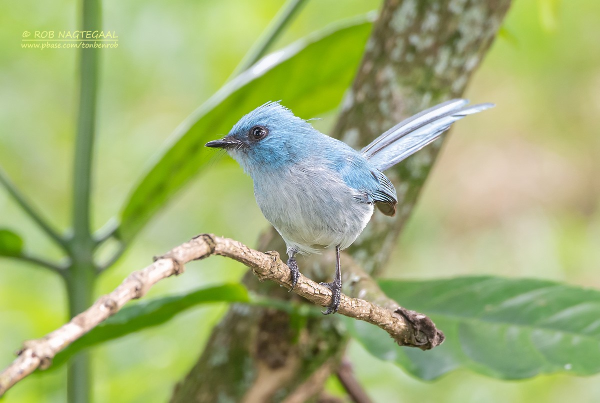 Blauhaubenschnäpper - ML622874086