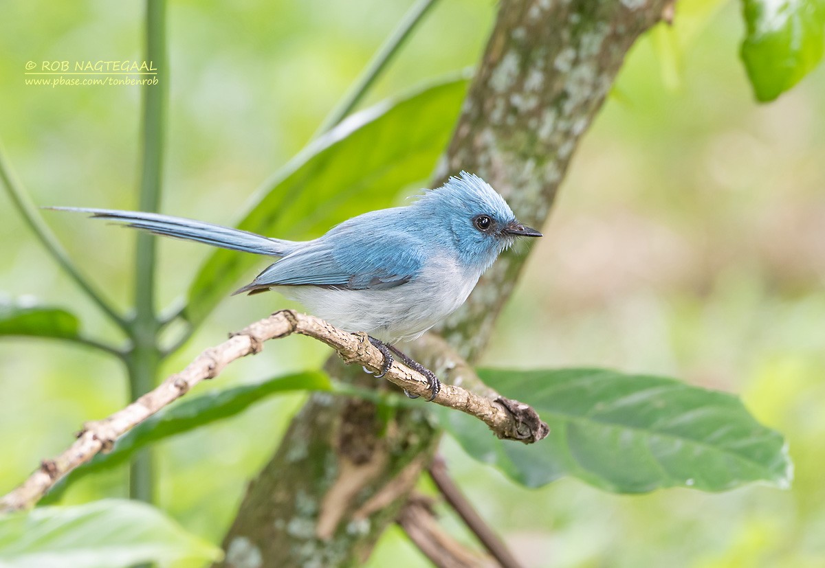 Blauhaubenschnäpper - ML622874087