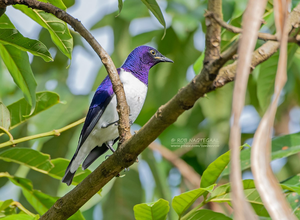 Violet-backed Starling - ML622874091