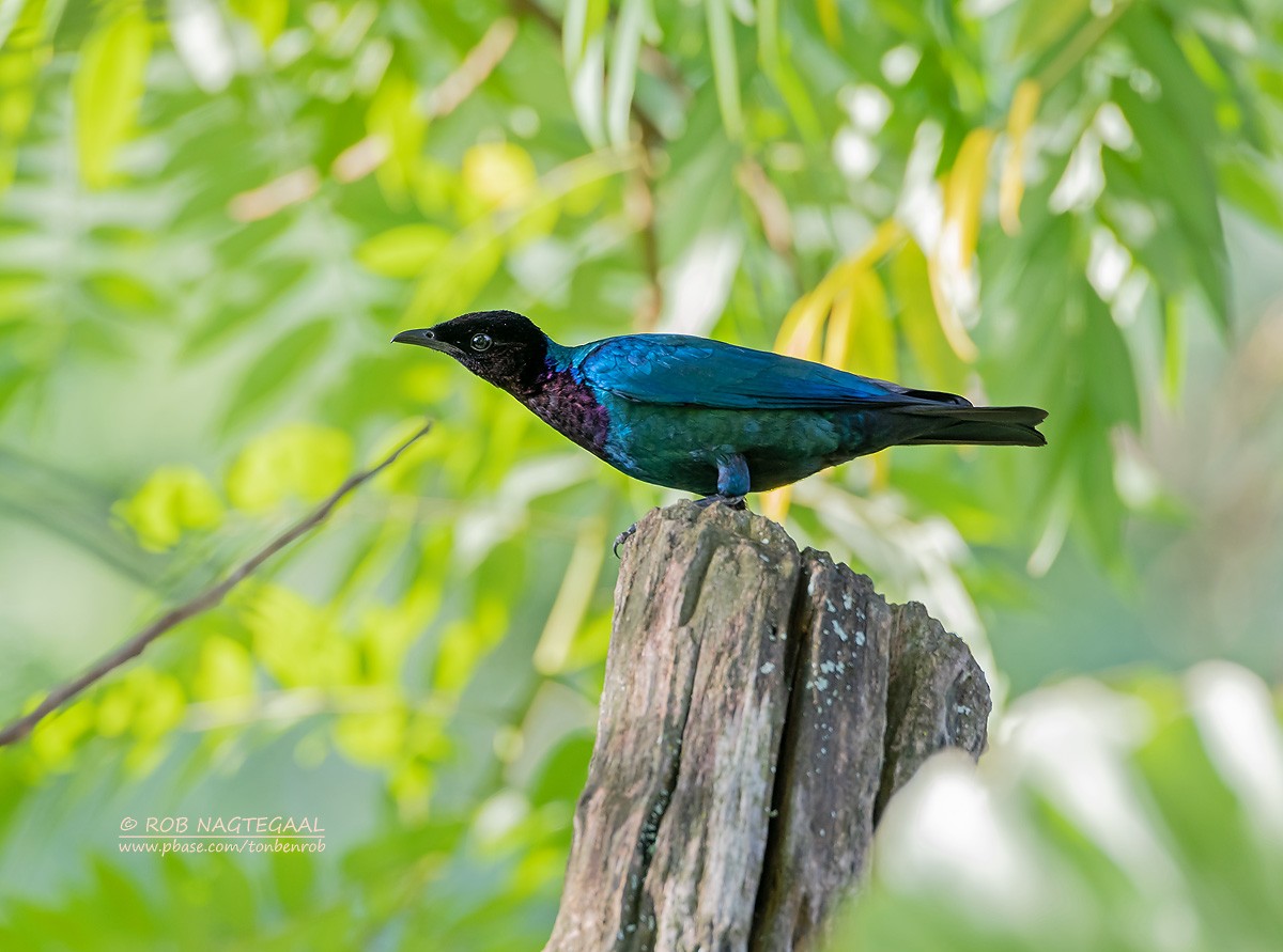 Purple-headed Starling - ML622874102