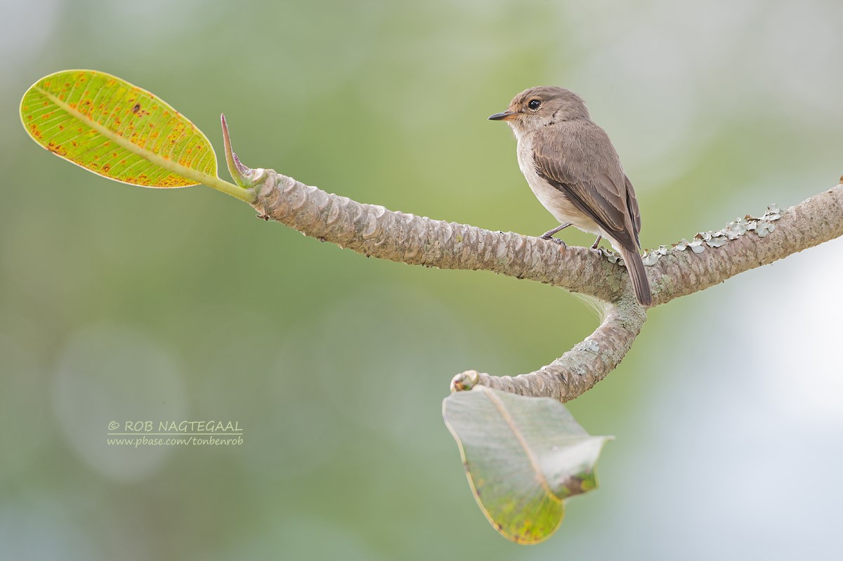 African Dusky Flycatcher - ML622874109