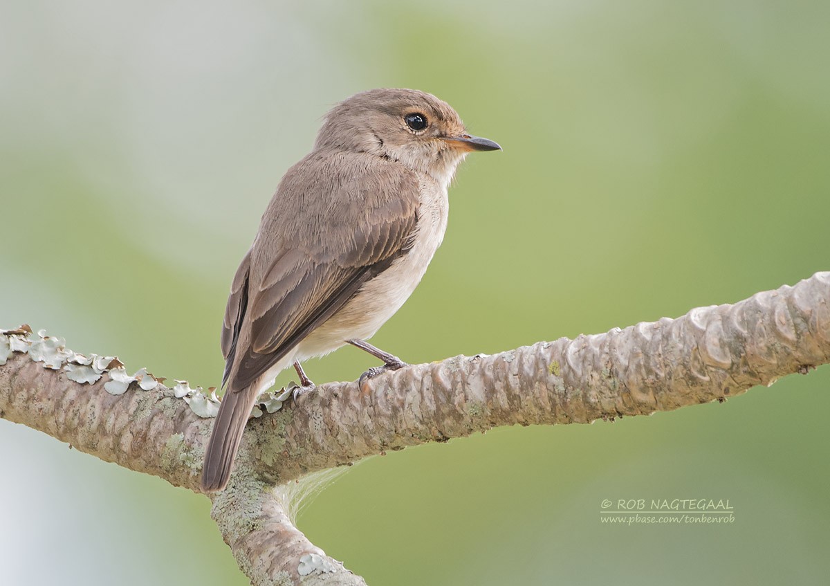 African Dusky Flycatcher - ML622874110