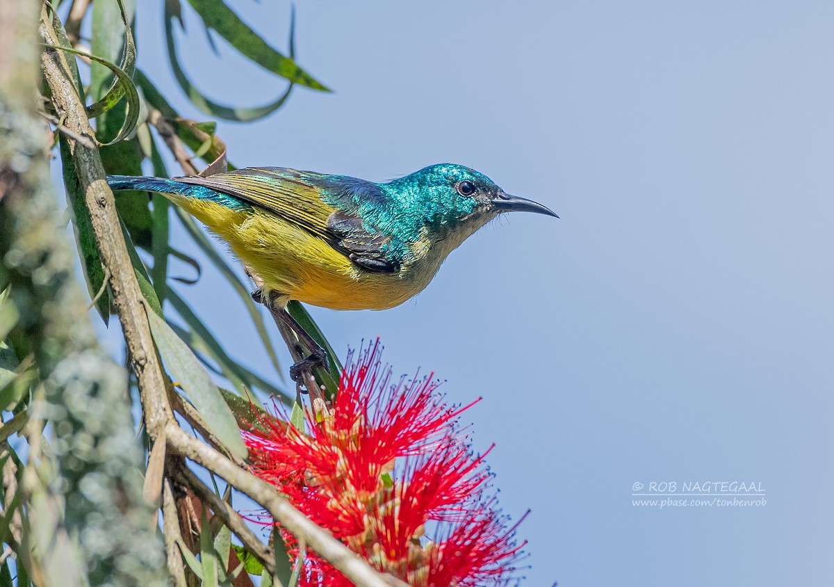 Collared Sunbird - ML622874120