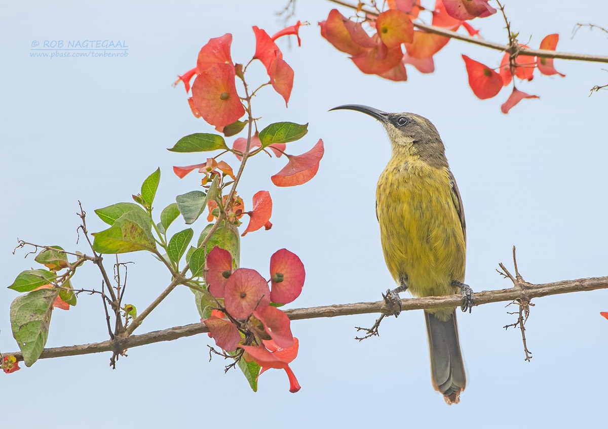 Bronzenektarvogel - ML622874124