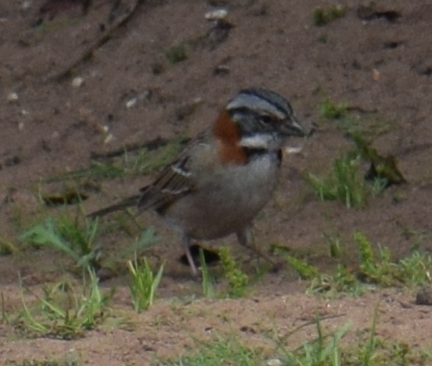 Rufous-collared Sparrow - ML622874129