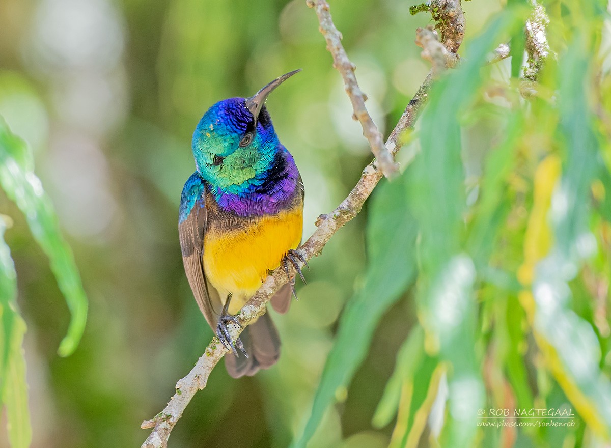 Variable Sunbird - ML622874135