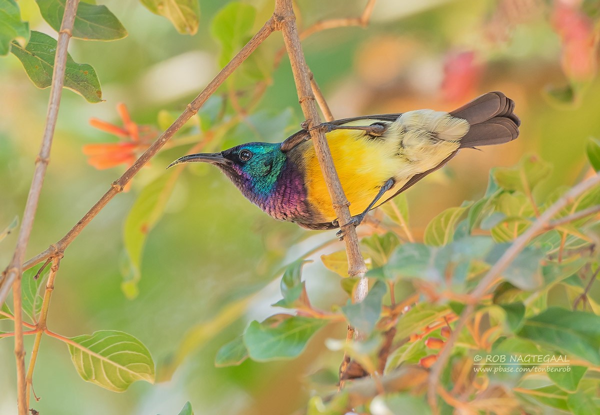 Variable Sunbird - ML622874136