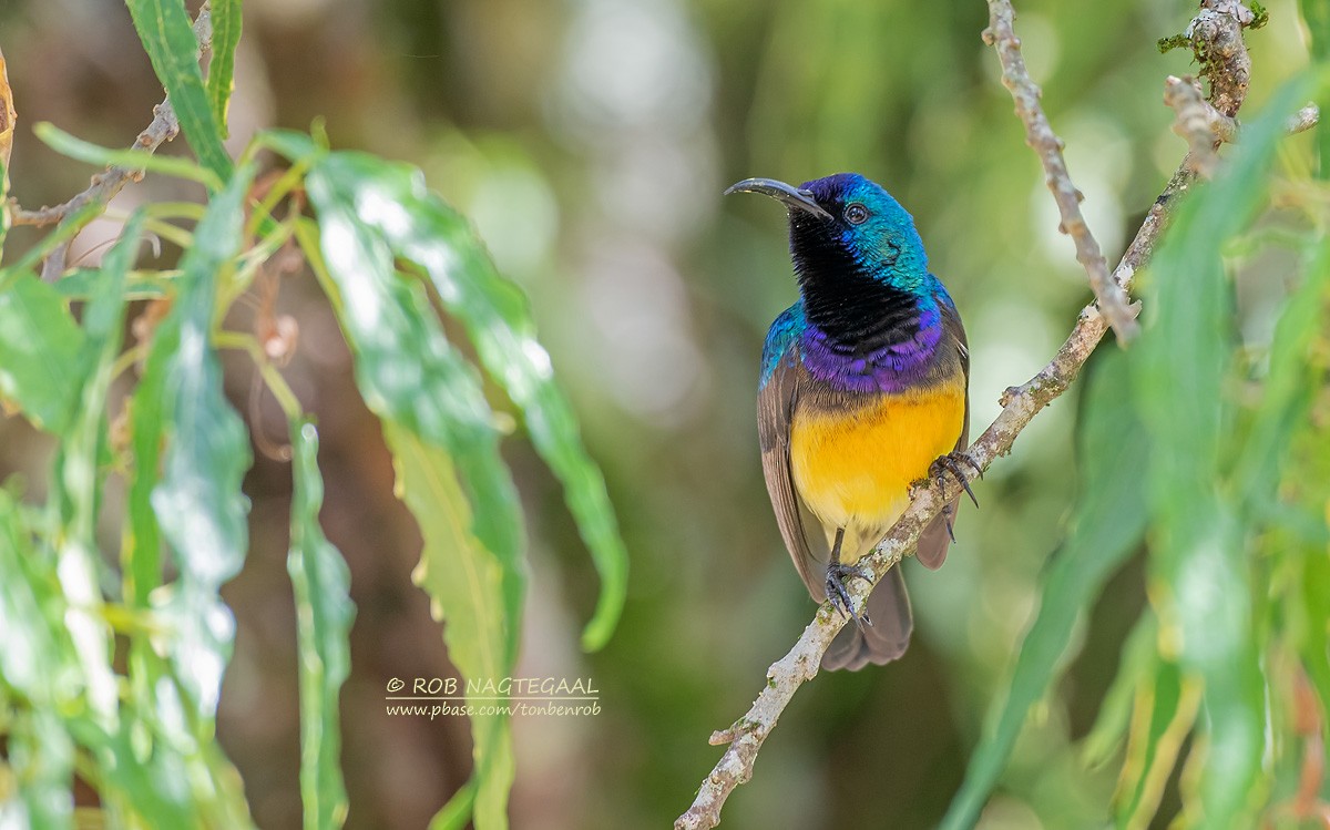 Variable Sunbird - ML622874137