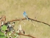 Indigo Bunting - ML622874147