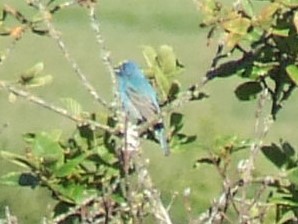 Indigo Bunting - ML622874148