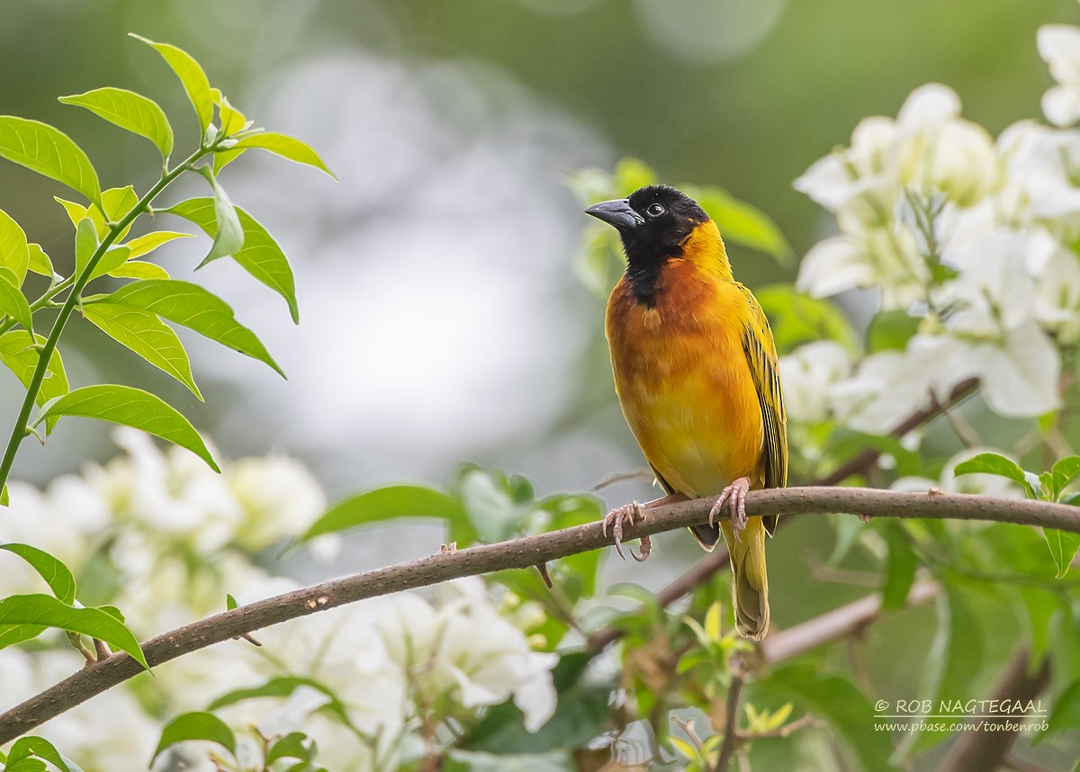 Black-headed Weaver - ML622874151