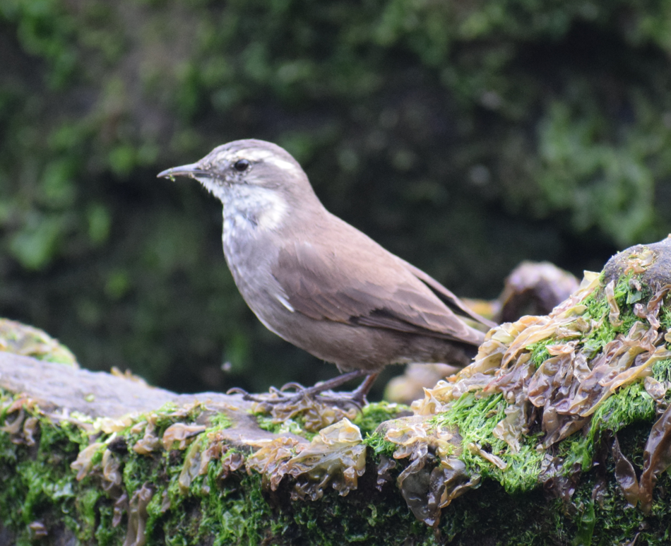 Gray-flanked Cinclodes - Felipe Undurraga