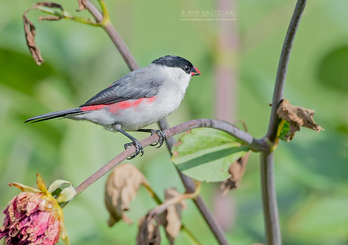 Black-crowned Waxbill - ML622874157