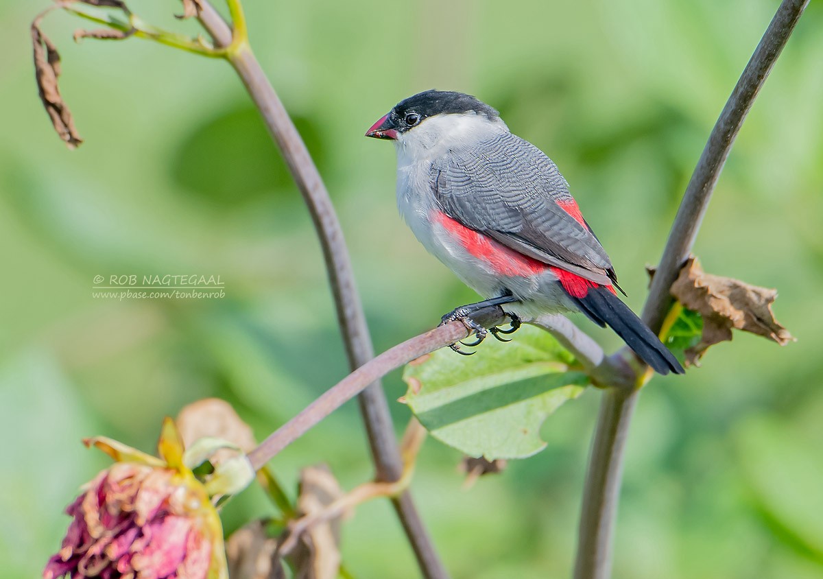 Black-crowned Waxbill - ML622874158