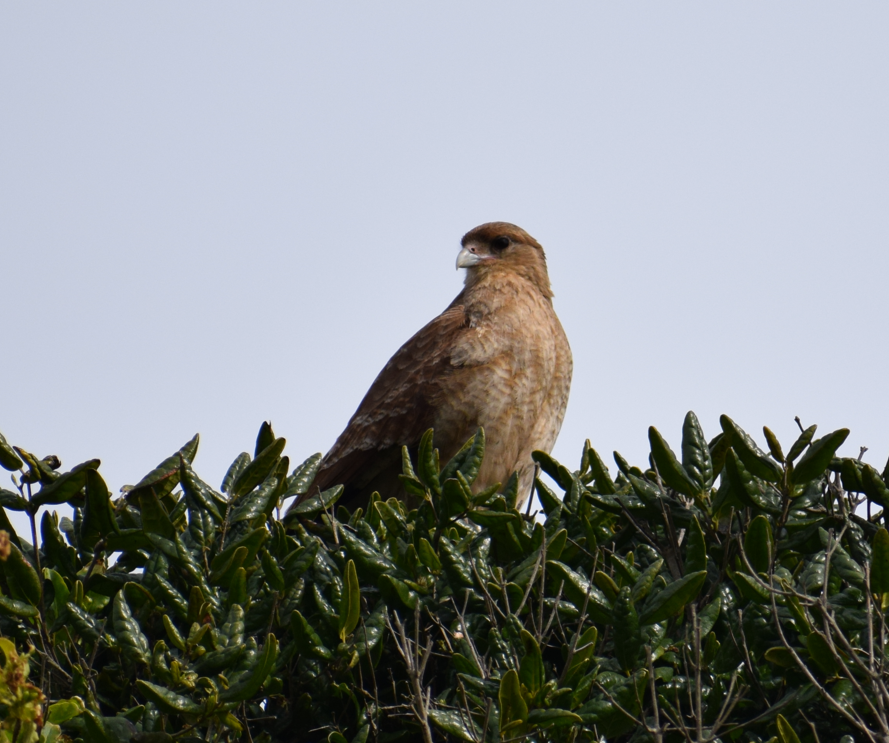 Chimango Caracara - ML622874171