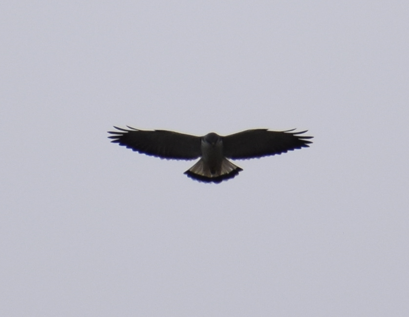 Variable Hawk - ML622874176