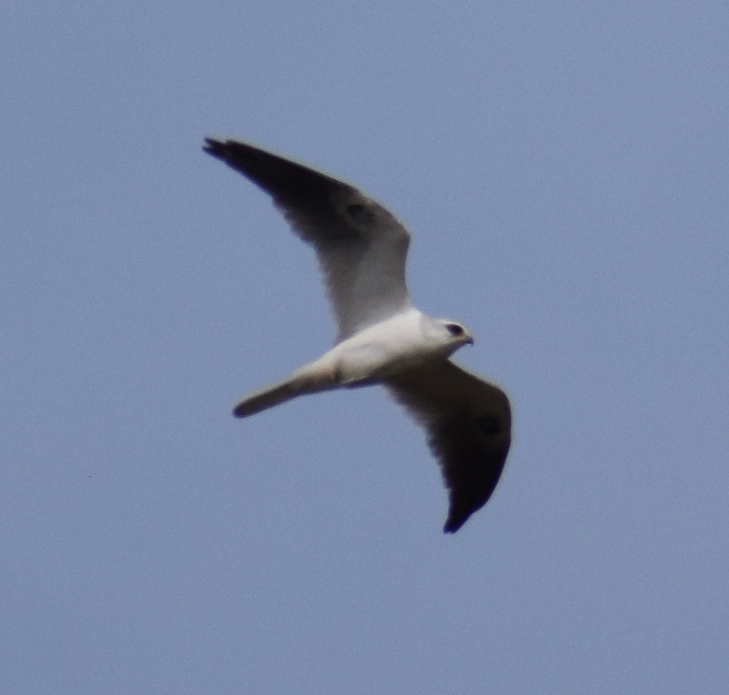 White-tailed Kite - ML622874179