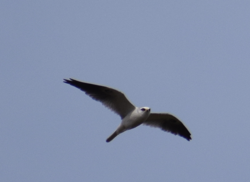 White-tailed Kite - ML622874180