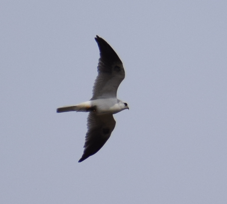 White-tailed Kite - ML622874181