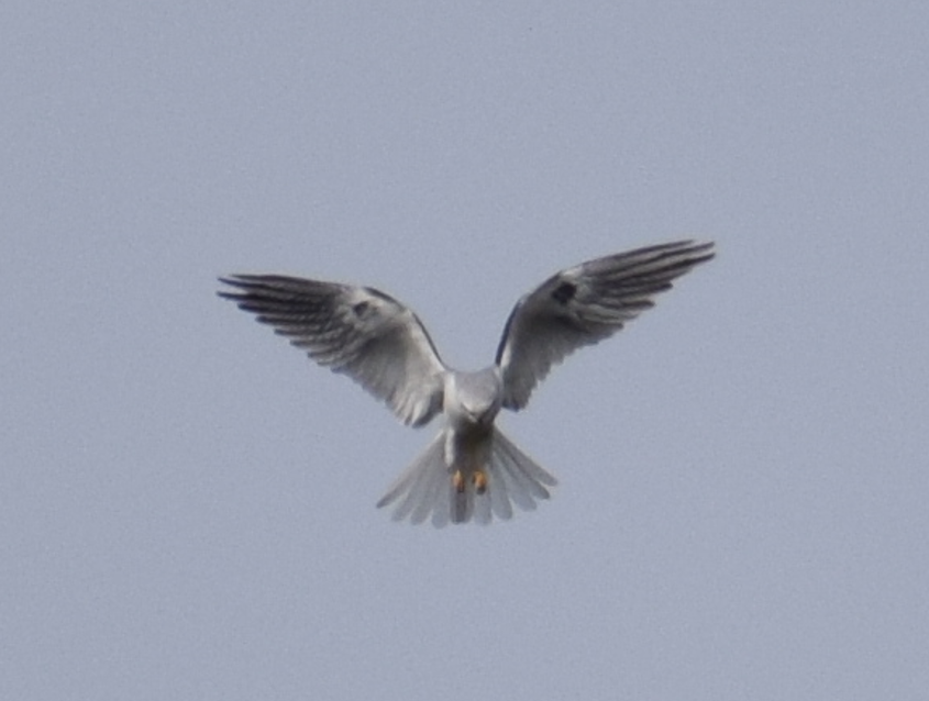 White-tailed Kite - ML622874182