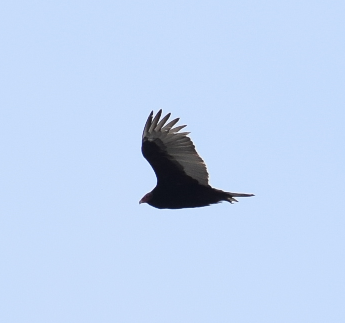 Turkey Vulture - ML622874191