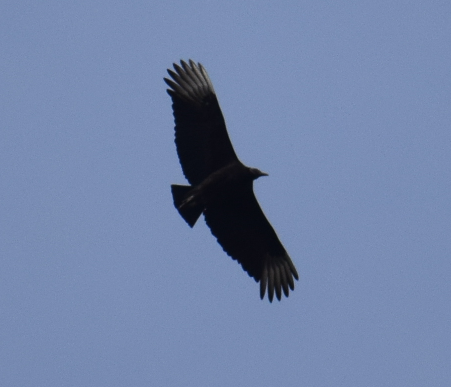 Black Vulture - ML622874194