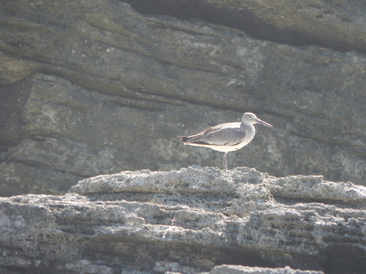 Willet - ML622874196