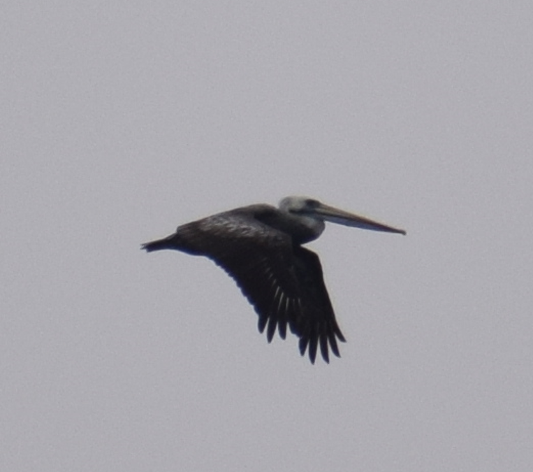 Peruvian Pelican - ML622874218