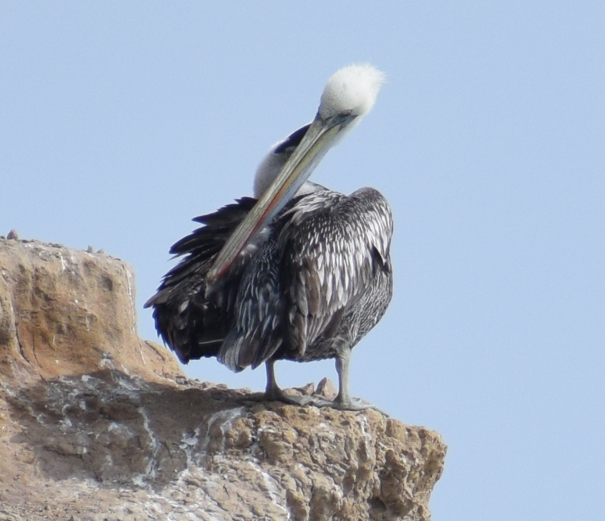 Peruvian Pelican - ML622874219