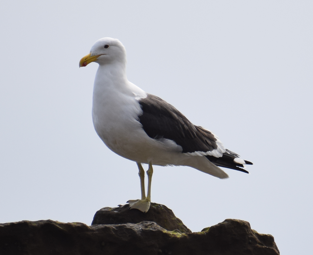 Kelp Gull - ML622874235