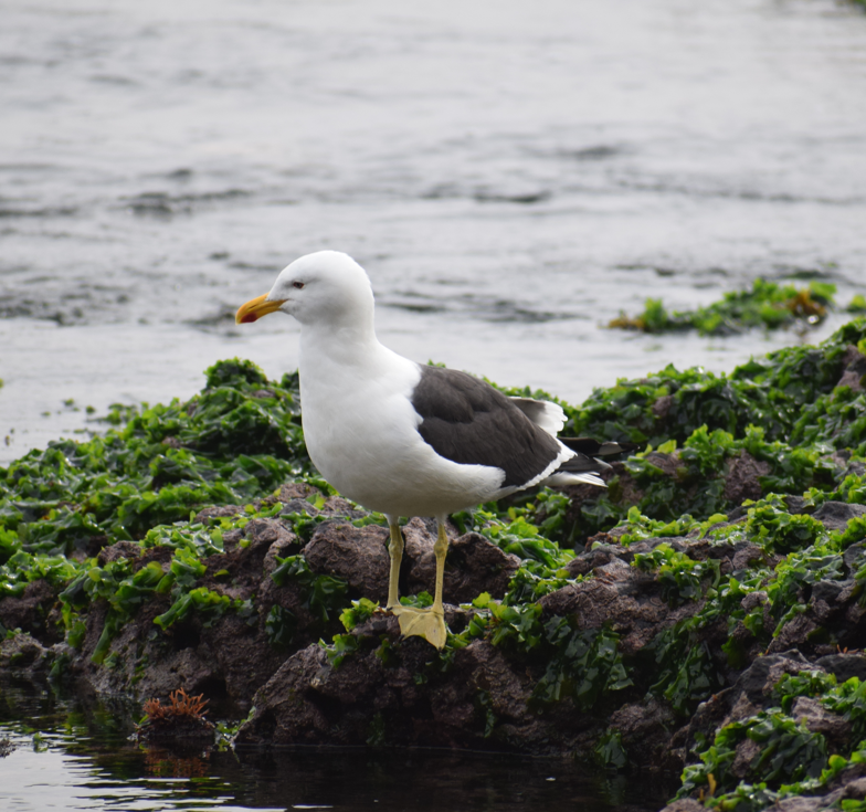 Kelp Gull - ML622874236