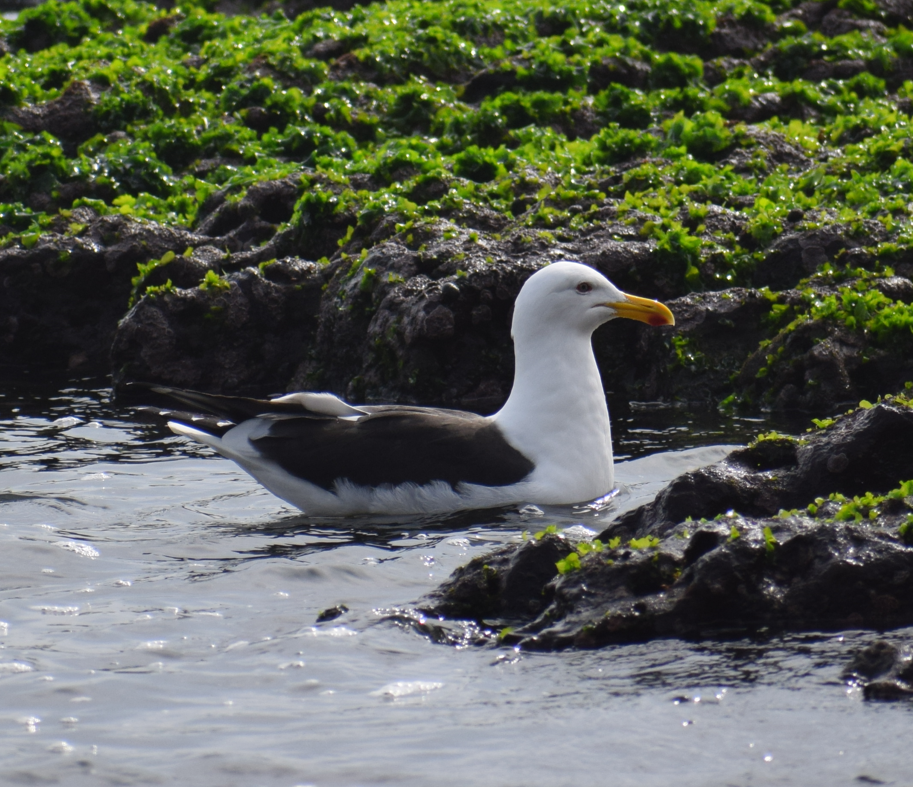 Kelp Gull - ML622874237