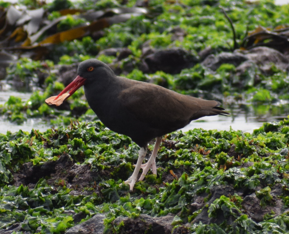 Blackish Oystercatcher - ML622874242