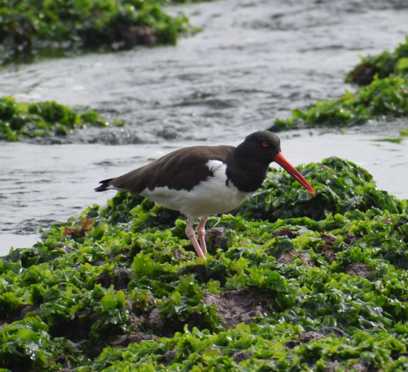 American Oystercatcher - ML622874251