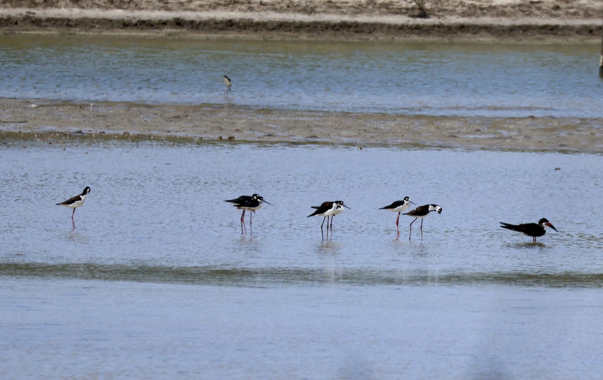 Black-necked Stilt - Chenery  Kinemond