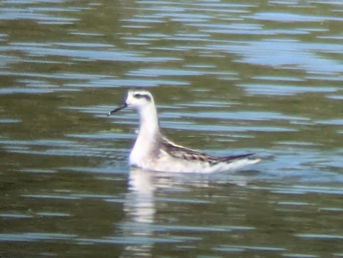 Red-necked Phalarope - ML622874311