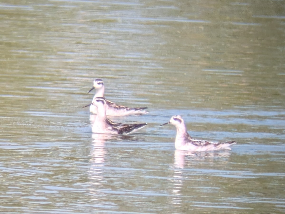 Red-necked Phalarope - ML622874312